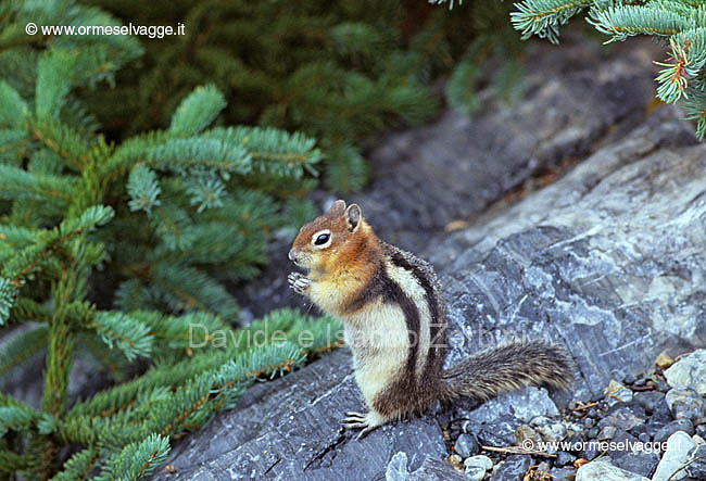 Chipmunk 38-19-05